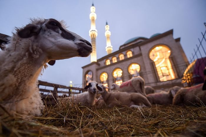 Sheep lie down in the straw in front of a mosque near Pristina, Kosovo, on July 20, 2021, during the sacrificial Eidul Azha. PHOTO: AFP