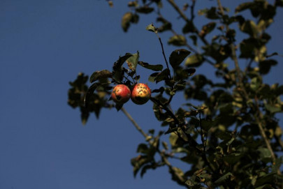 islamabad gets first public fruit garden islamabad gets first public fruit garden