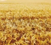 fuel wheat push inflation to 11 2
