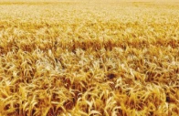 fuel wheat push inflation to 11 2