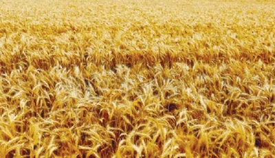 fuel wheat push inflation to 11 2