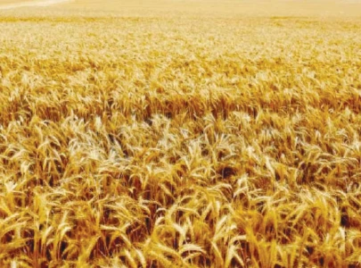fuel wheat push inflation to 11 2