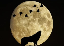 rare indian wolf spotted in salt range rare indian wolf spotted in salt range