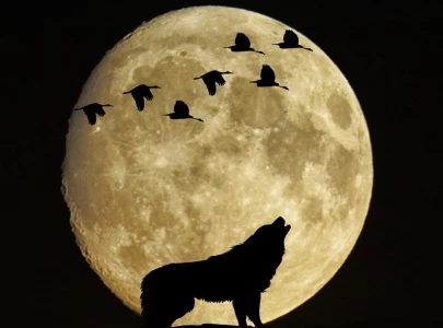 wolf moon to light up skies in north america tonight wolf moon to light up skies in north america tonight