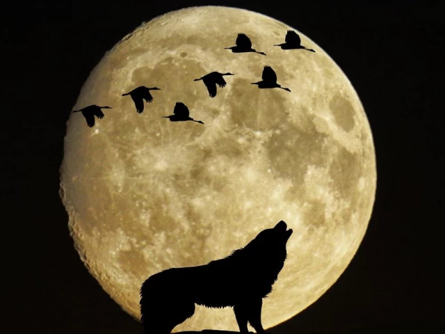 the year s first full moon is best known as the wolf moon since wolves howls were more likely to be heard during winter according to the old farmer s almanac photo pixabay the year s first full moon is best known as the wolf moon since wolves howls were more likely to be heard during winter according to the old farmer s almanac photo pixabay