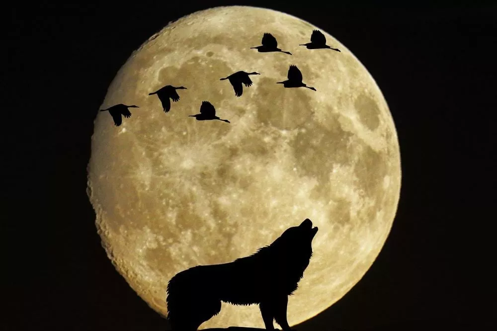 the year s first full moon is best known as the wolf moon since wolves howls were more likely to be heard during winter according to the old farmer s almanac photo pixabay the year s first full moon is best known as the wolf moon since wolves howls were more likely to be heard during winter according to the old farmer s almanac photo pixabay
