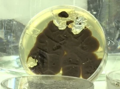 fungi that consume plastic may be key to tackling ocean pollution