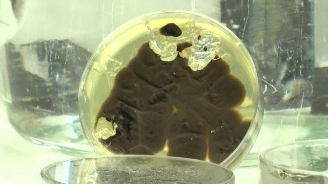 fungi that consume plastic may be key to tackling ocean pollution fungi that consume plastic may be key to tackling ocean pollution