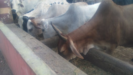 upholding their faith making a living