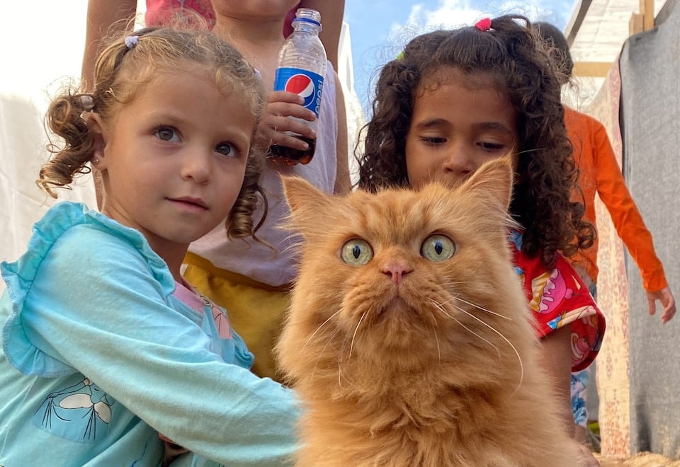 Displaced Palestinian children, who fled their homes due to Israeli strikes, play with one of the cats belonging to the Harb family who survived Israeli airstrikes, at a tent camp in Khan Younis in the southern Gaza Strip November 8, 2023. REUTERS