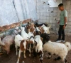 from qurbani to qeema hyderabad s eid rush for freshly ground meat