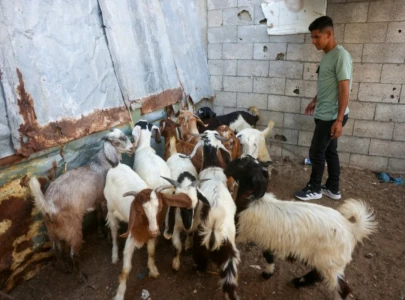 from qurbani to qeema hyderabad s eid rush for freshly ground meat