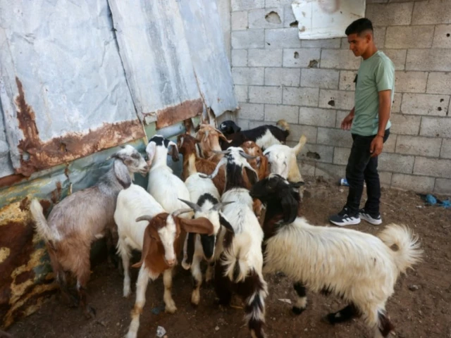 shortage of sheep has dampened the overall festive mood of eid al adha in gaza as few gazans can afford to buy the animal for the traditional ritual of sacrifice photo afp shortage of sheep has dampened the overall festive mood of eid al adha in gaza as few gazans can afford to buy the animal for the traditional ritual of sacrifice photo afp