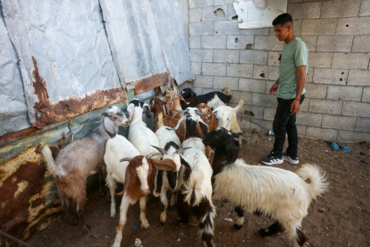 Shortage of sheep has dampened the overall festive mood of Eid al-Adha in Gaza as few Gazans can afford to buy the animal for the traditional ritual of sacrifice Photo: AFP