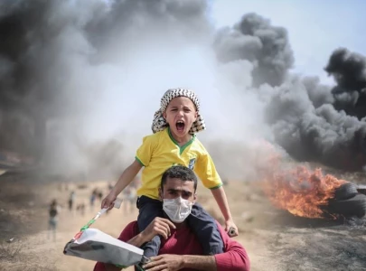 northern gaza faces horror as stray dogs feed on deceased in the streets northern gaza faces horror as stray dogs feed on deceased in the streets
