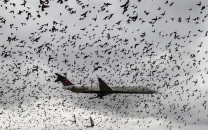lahore airport sees most pia bird collisions lahore airport sees most pia bird collisions