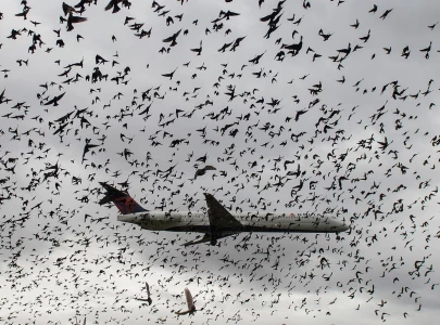 lahore airport sees most pia bird collisions lahore airport sees most pia bird collisions