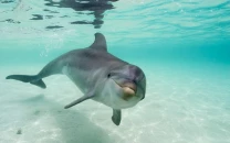 bottlenose dolphins spotted in gwadar s west bay