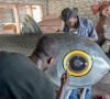 in ghana fantasy coffins tell stories of the dead