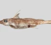 new ghost shark species with elongated nose discovered in deep seas off new zealand new ghost shark species with elongated nose discovered in deep seas off new zealand