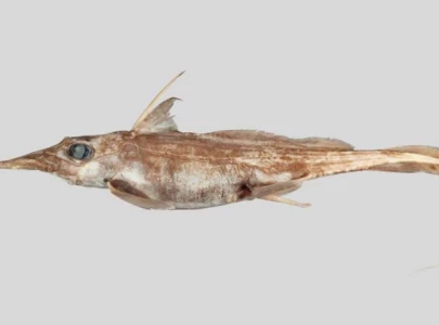 new ghost shark species with elongated nose discovered in deep seas off new zealand new ghost shark species with elongated nose discovered in deep seas off new zealand