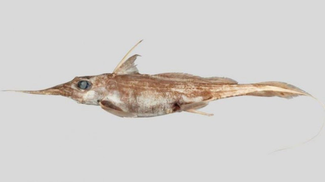 new ghost shark species with elongated nose discovered in deep seas off new zealand new ghost shark species with elongated nose discovered in deep seas off new zealand