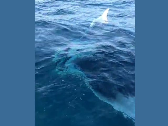 two giant mantas were spotted in the offshore waters 50 nautical miles south of karachi screengrab