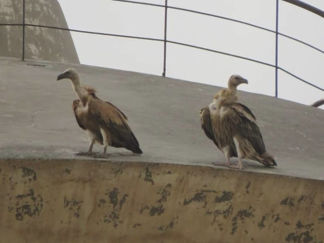 Rare vulture sighting thrills bird-watchers - Vimarsana News