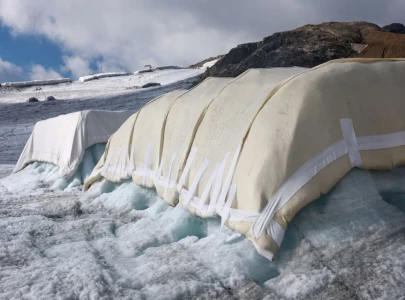 can sheep save the glaciers swiss scientists put wool to the test can sheep save the glaciers swiss scientists put wool to the test
