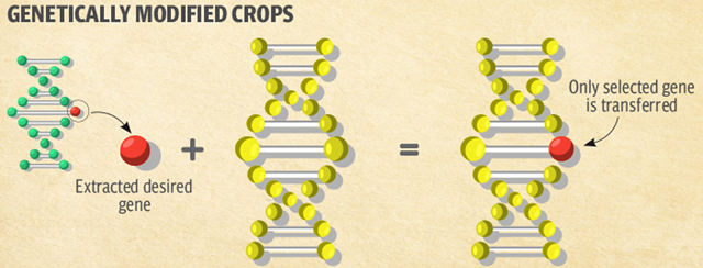 GMOs-figure-02