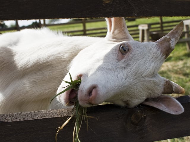 rampaging goats accused of nigeria election sabotage