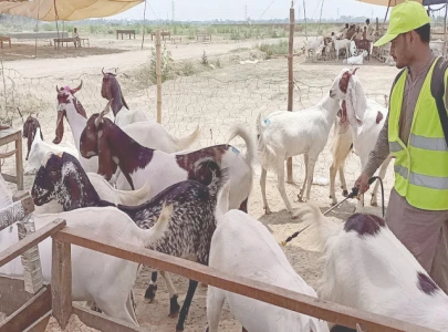 eid sacrifice comes at hefty price eid sacrifice comes at hefty price