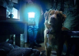 google searches spike for does the dog die in good boy after trailer release google searches spike for does the dog die in good boy after trailer release