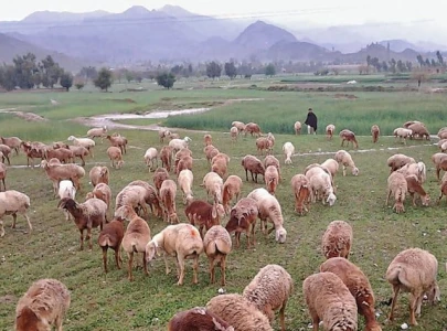 climate change renders halimzai barren climate change renders halimzai barren