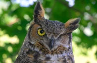 pakistan s owls in decline as urbanisation poaching take toll pakistan s owls in decline as urbanisation poaching take toll