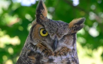 pakistan s owls in decline as urbanisation poaching take toll