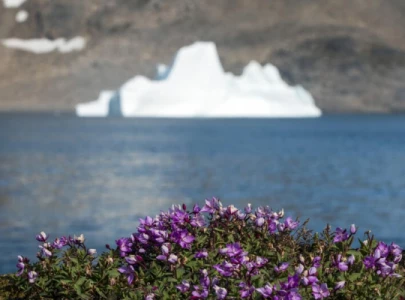 greenland s fossils expose heightened sea level risks due to climate change greenland s fossils expose heightened sea level risks due to climate change