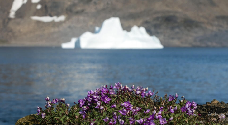 Greenland’s fossils expose heightened sea-level risks due to climate change | The Express Tribune