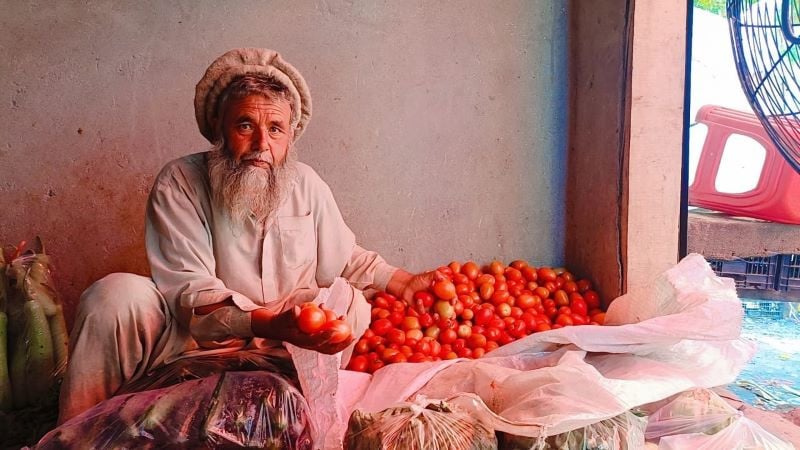 a farmer showing tomatoes grown in green house photo shabbir mir