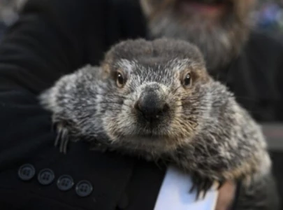 punxsutawney phil s groundhog day prediction 2025 early spring or 6 more weeks of winter