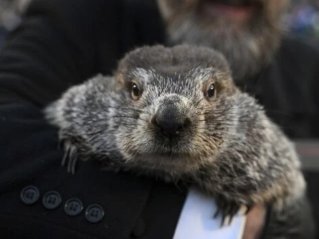 punxsutawney phil s groundhog day prediction 2025 early spring or 6 more weeks of winter punxsutawney phil s groundhog day prediction 2025 early spring or 6 more weeks of winter
