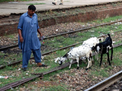 confusion reigns over eid animal markets