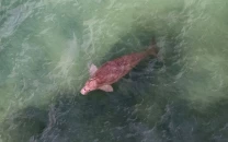 war threatens gulf s dugongs turtles and birds