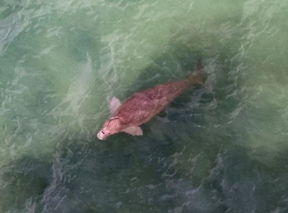 war threatens gulf s dugongs turtles and birds