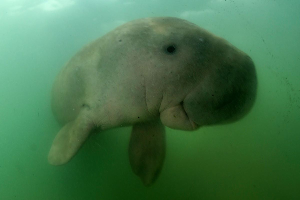 This picture taken on May 23, 2019 shows Mariam the dugong as she swims in the waters around Libong island, Trang province in southern Thailand. The world's second-largest population of dugongs, herbivorous marine mammals, along with hundreds of fish and turtle species, live in the Gulf, where attacks on oil tankers following the war in Middle east started on February 28, 2026 threaten to create multiple oil spills, jeopardizing their survival. The Persian Gulf is home to unique marine flora and fauna of great biological richness, some of which are already threatened, and the conflict could deliver a fatal blow. FILE PHOTO: AFP