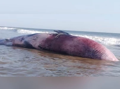 bryde s whale washes up dead on balochistan beach