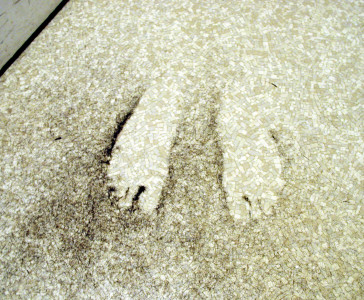 taliban strictures the unkindest haircut of all