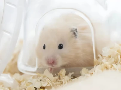 sweet hamster days dating sim casts you as reincarnated pet in live action story sweet hamster days dating sim casts you as reincarnated pet in live action story