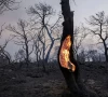 heat storms intensify wildfires here a tree burned in mandra greece in july 2023 when heat storms struck the area for most of that month photo reuters