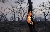 heat storms intensify wildfires here a tree burned in mandra greece in july 2023 when heat storms struck the area for most of that month photo reuters heat storms intensify wildfires here a tree burned in mandra greece in july 2023 when heat storms struck the area for most of that month photo reuters